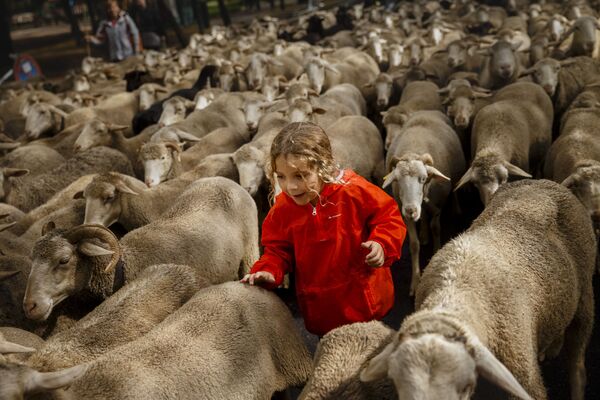 Em 23 de outubro pastores espanhóis levaram suas ovelhas através das ruas de Madrid. Eles tentaram assim chamar a atenção das autoridades para o problema da redução dos espaços tradicionais de pastoreio - Sputnik Brasil