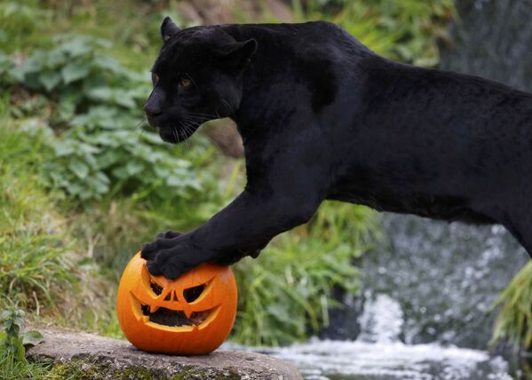 Jaguar preto Goshi do Jardim Zoológico de Chester, por ocasião do Halloween recebeu o seu almoço em uma abóbora - Sputnik Brasil