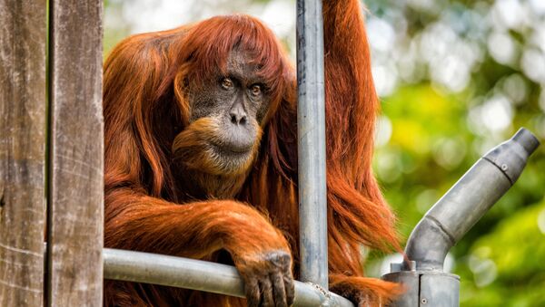 Um orangotango de Sumatra - Sputnik Brasil