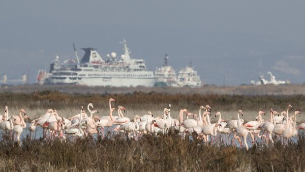 Flamingos se encontram na região da base aérea britânica de Akrotiri, Limassol, Chipre, janeiro de 2016 - Sputnik Brasil