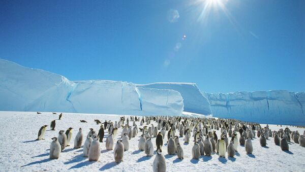 Emperor penguins near the Mirny Soviet Antarctic research station, 1989 - Sputnik Brasil