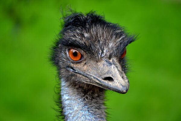 Aves que não conseguem voar: o emu - Sputnik Brasil