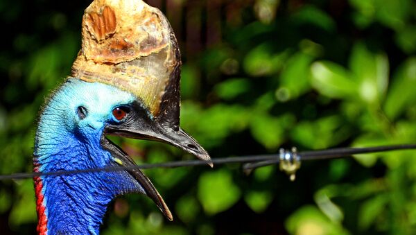 Casuar, considerada a ave mais perigosa do mundo - Sputnik Brasil