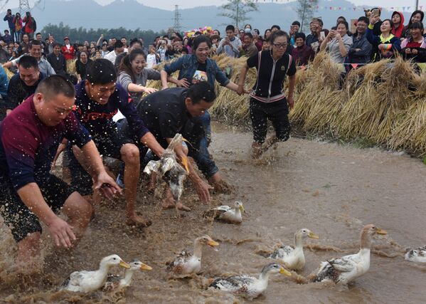 Moradores da cidade chinesa de Wuyi, na província de Zhejiang, tentam pegar patos durante um jogo tradicional - Sputnik Brasil