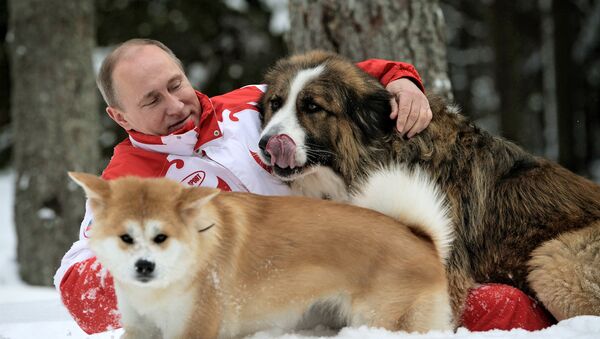 Presidente russo com seus cachorros, Buffy e Yume, durante um passeio na região de Moscou - Sputnik Brasil