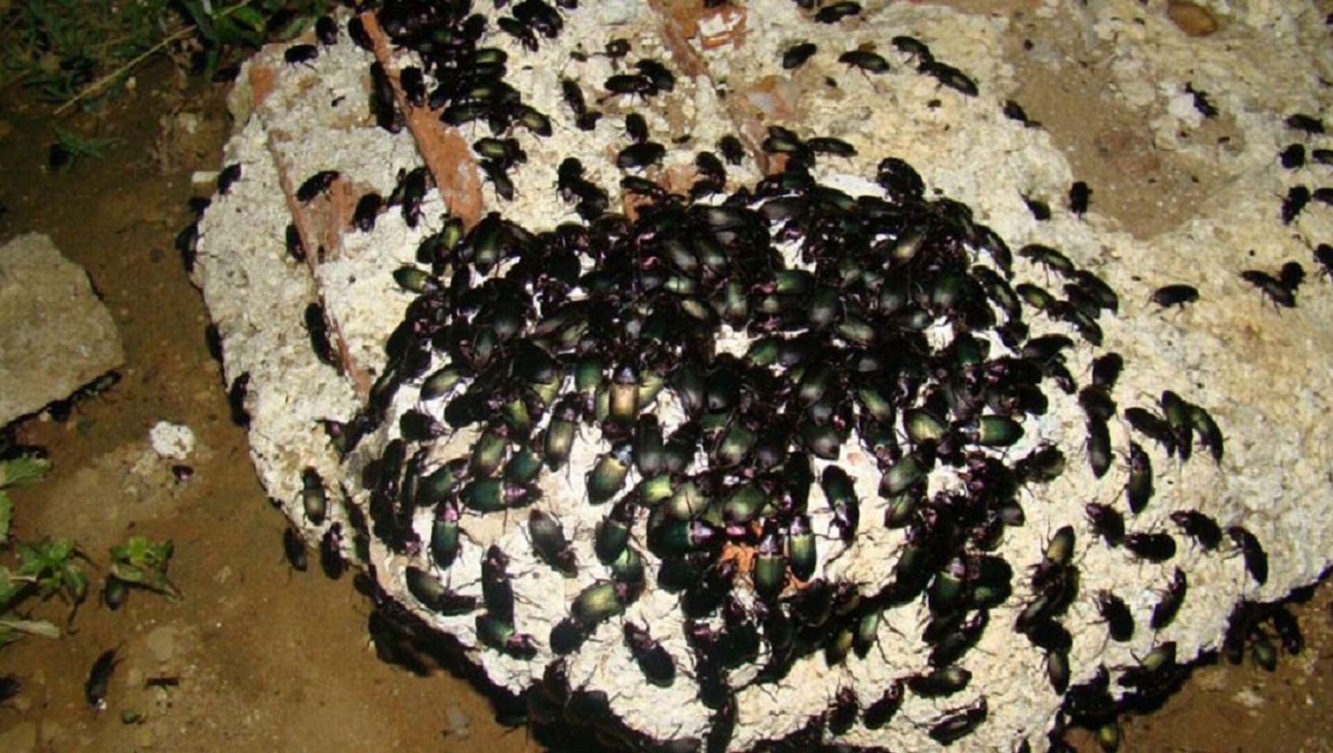 Iaiá-de-cintura, o besouro que vive enterrado em Minas Gerais e na Bahia -  Instituto Butantan