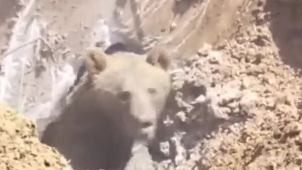 Um enorme urso pardo foi encontrado preso debaixo de concreto na floresta - Sputnik Brasil