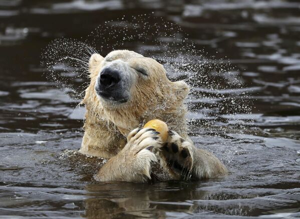 Urso branco Walker toma banho em pequeno lago no parque do jardim zoológico na Escócia - Sputnik Brasil