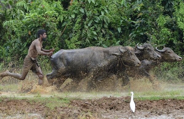 Granjeiro lavra campo nos subúrbios de Colombo, Sri Lanka - Sputnik Brasil