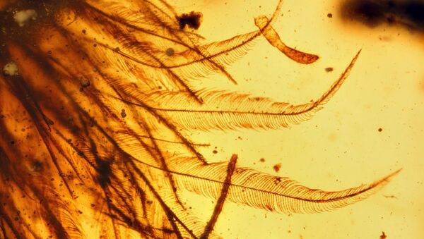 A prova de que dinossauros tinham penas está contida em um pedaço de âmbar. - Sputnik Brasil