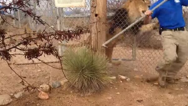Lion Scares the Pants off Zookeeper - Sputnik Brasil