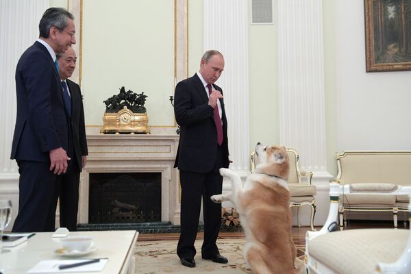 Presidente russo Vladimir Putin com sua cachorra Yume durante uma entrevista ao canal de TV japonês Nippon (mais conhecido como NTV no Japão) e ao jornal Yomiuri na véspera da visita ao Japão - Sputnik Brasil