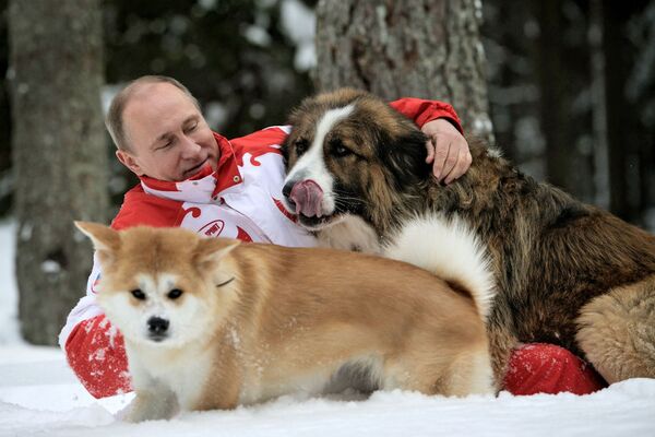 O presidente russo Vladimir Putin com cães Buffy e Yume durante um passeio na região de Moscou. Buffy é de raça karakachan (tipo de pastor) e Yume é akita inu - Sputnik Brasil