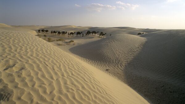 Caravana de camelos no deserto do Saara - Sputnik Brasil