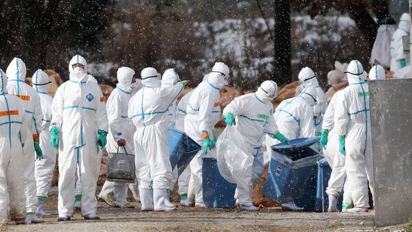 Workers wearing protective suits cull ducks after some tested positive for H5 bird flu at a poultry farm in Aomori, northern Japan, in this photo taken by Kyodo November 29, 2016. - Sputnik Brasil