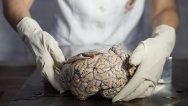 Doutora Diana Rivas exibe cérebro humano no Museu de Neuropatologia em Lima, Peru, 16 de dezembro de 2016 - Sputnik Brasil