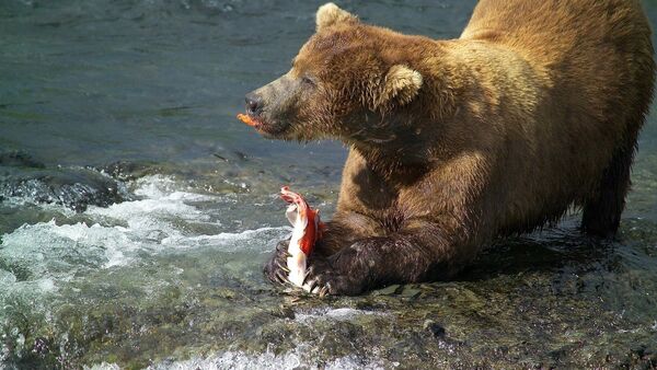 Urso com salmão - Sputnik Brasil