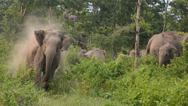 Elefantes perto de fornteira entre a Índia e o Nepal, maio de 2015 (foto de arquivo) - Sputnik Brasil
