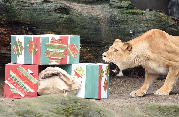 Presentes natalinos para os animais do jardim zoológico em Hamburgo - Sputnik Brasil