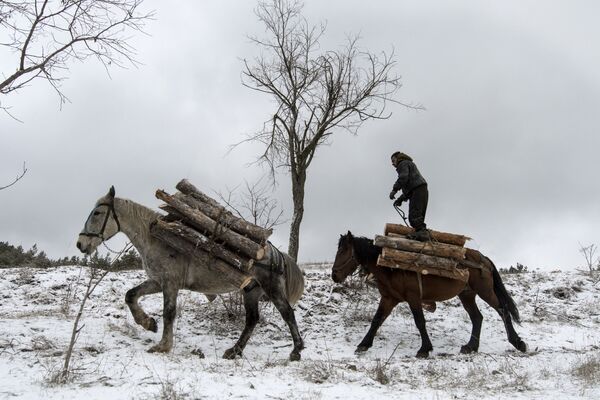 Habitante local leva lenha da floresta na região de Sofia, capital búlgara - Sputnik Brasil