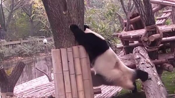 Panda conquista redes sociais com seus exercícios de flexibilidade - Sputnik Brasil