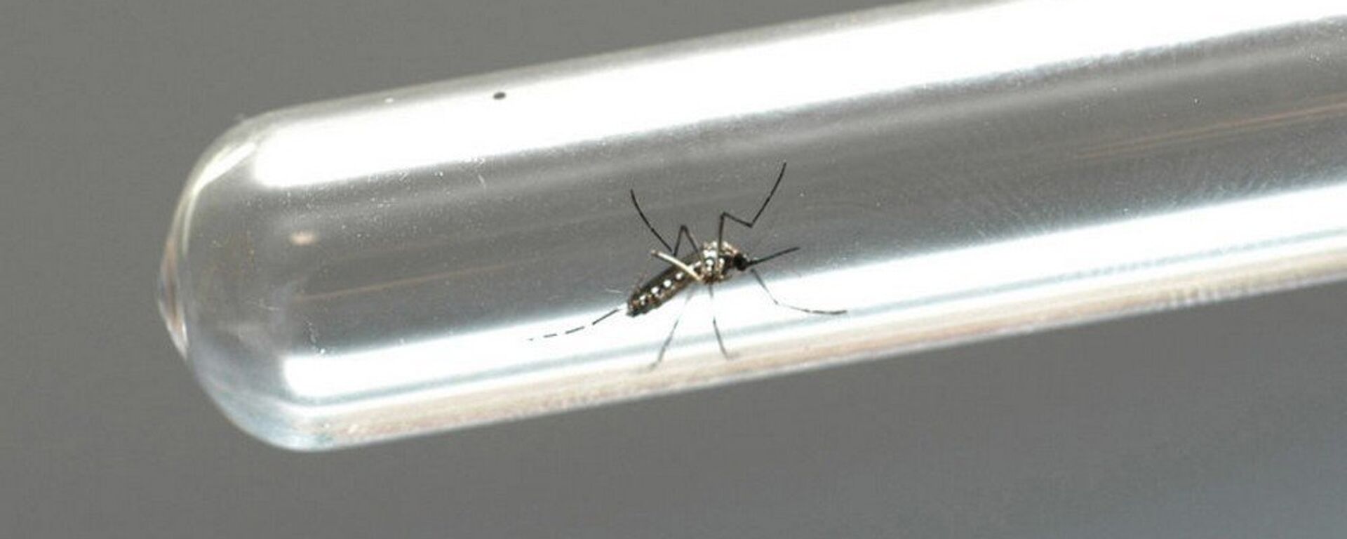 Fiocruz faz alerta sobre epidemia no verão de  chikungunya,  dengue e zika  - Sputnik Brasil, 1920, 13.01.2022