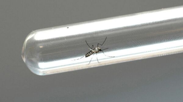 Fiocruz faz alerta sobre epidemia de chikungunya, dengue e zika  - Sputnik Brasil
