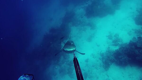 Mergulhador contra tubarão - Sputnik Brasil