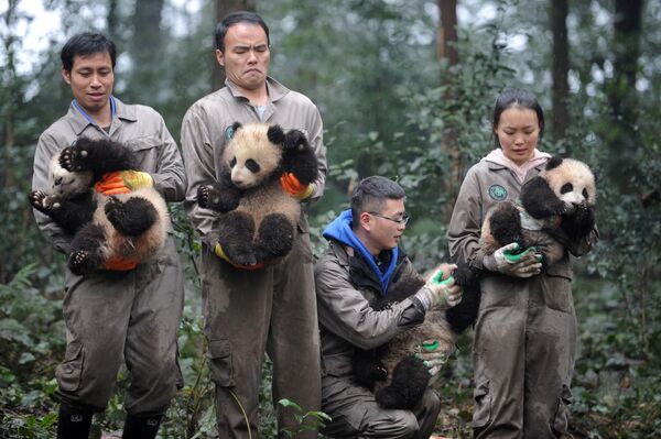 Funcionários do centro da pesquisa e proteção de pandas chinês com pequenos pandas - Sputnik Brasil