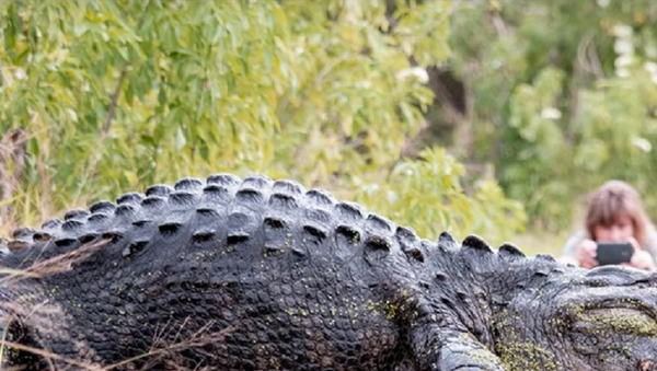 Um crocodilo enorme passa tranquilamente por um grupo de turistas na reserva natural de Circle B Bar Reserve, Lakeland, Florida - Sputnik Brasil