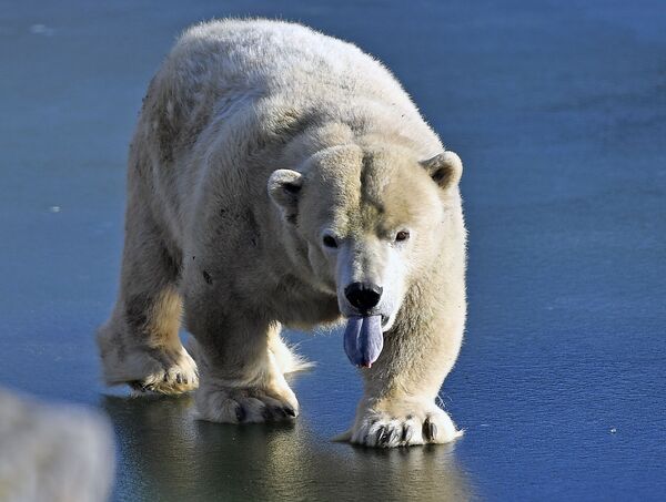 Urso polar desfruta de seu passeio no gelo no jardim zoológico da cidade alemã de Gelsenkirchen. - Sputnik Brasil