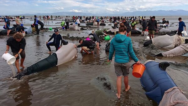 Mais de 400 baleias encalham na Nova Zelândia. Fevereiro, 10, 2017 - Sputnik Brasil