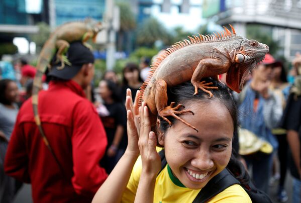 Mulher segura uma iguana durante uma reunião no clube de répteis em Jakarta, Indonésia. - Sputnik Brasil
