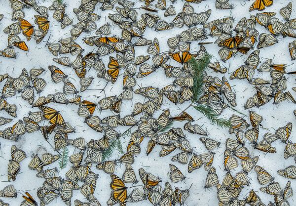 Imagem batizada como Monarcas na Neve, de Jaime Rojo, apresenta uma superfície florestal atapetada com borboletas, em Michoacán, no México - Sputnik Brasil