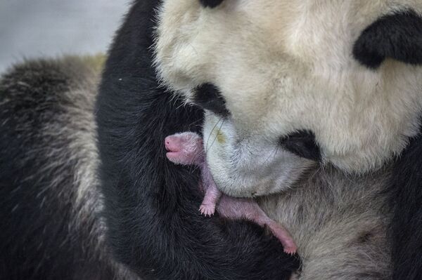 Imagem da série Pandas Viram Selvagens de Ami Vitale retrata uma panda gigante chinês de 7 anos e sua filhota pequenina - Sputnik Brasil