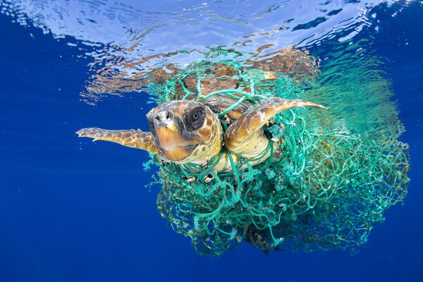 Imagem de Francis Pérez mostra uma tartaruga marinha enredada em redes de pesca perto da ilha de Tenerife, no arquipélago espanhol das Canárias - Sputnik Brasil