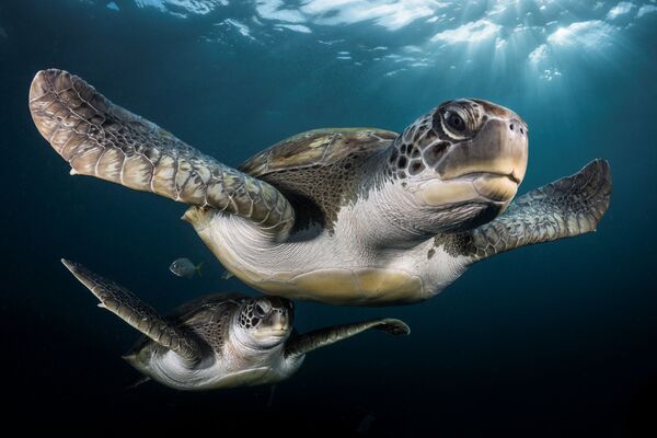 Vencedores do concurso Fotógrafo Subaquático do Ano revelam beleza aquática mundial - Sputnik Brasil