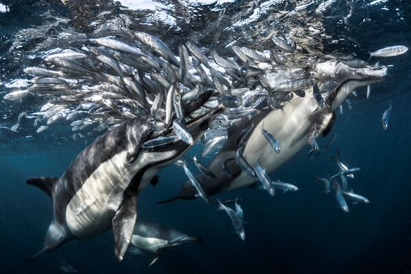 Vencedores do concurso Fotógrafo Subaquático do Ano revelam beleza aquática mundial - Sputnik Brasil