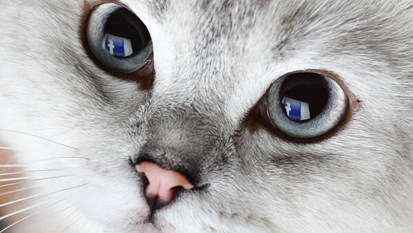 Reflexão do logo da Facebook nos olhos de gato - Sputnik Brasil
