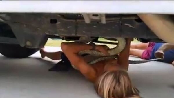 Menino australiano tira com suas próprias mãos serpente de dois metros debaixo do carro - Sputnik Brasil