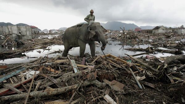 Elefante, que pertence ao ministério florestal, remove os detritos em Banda Aceh, na Indonésia, 10 de janeiro de 2005 - Sputnik Brasil