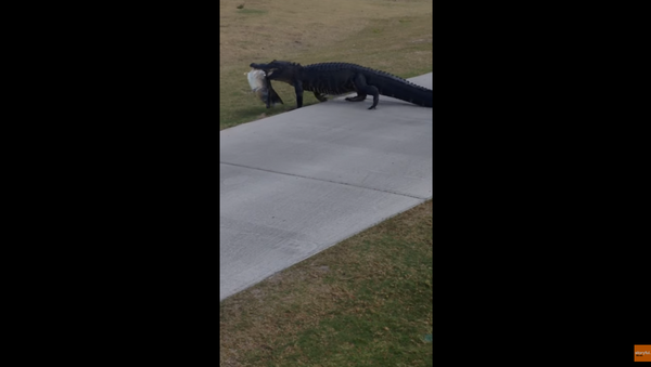 Aligátor vem almoçar a campo de golfe em Florida - Sputnik Brasil