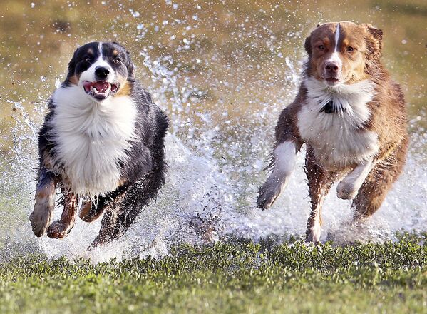 Cachorros da raça pastor australiano correm no prado dum parque de Frankfurt, Alemanha - Sputnik Brasil