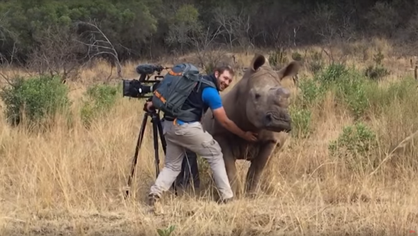 Rinoceronte selvagem pede a operador para lhe coçar a barriga - Sputnik Brasil