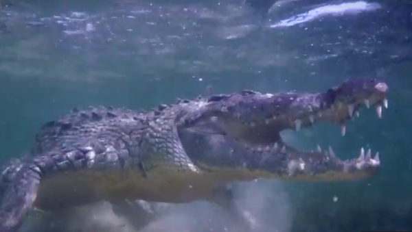 Crocodilo nas águas do México - Sputnik Brasil