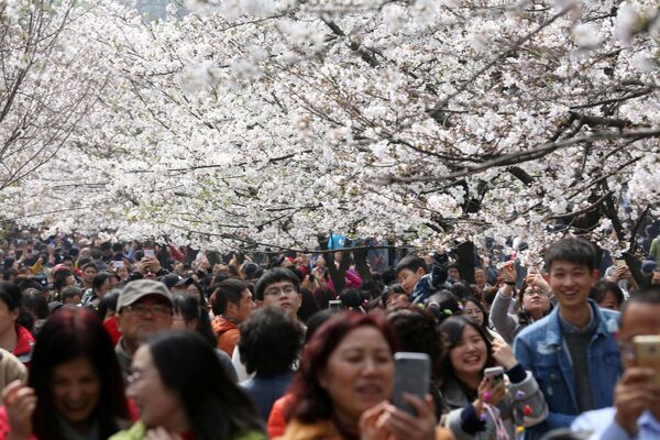 Na cidade chinesa de Nanjing, os turistas desfrutam a sakura, flor japonesa, em desabrocho - Sputnik Brasil