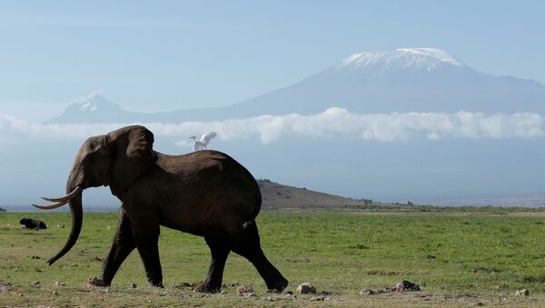 Elefante passeia no Parque Nacional queniano Amboseli, com a monte Kilimanjaro em fundo - Sputnik Brasil