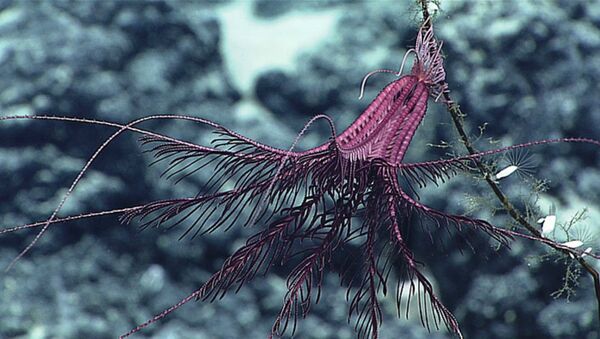 A purple crinoid hangs out on a dead coral stalk - Sputnik Brasil