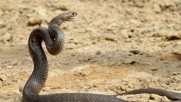 Você sabe qual a cobra mais venenosa do mundo?