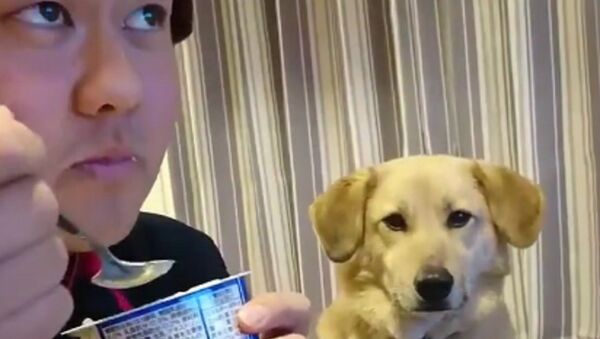 Cachorrinho faz sucesso pela timidez em pedir iogurte para o dono - Sputnik Brasil